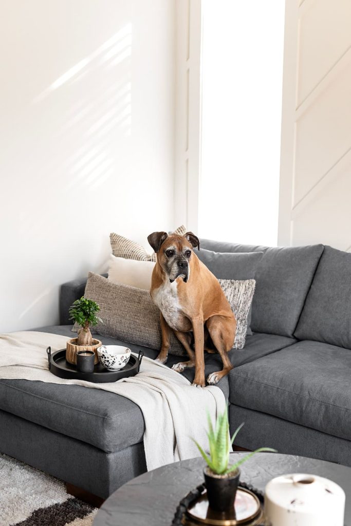 Family dog sits on the end of the L-shaped grey couch. Modern mountain design interior furnishing & decorating dog on couch Unshelf Design