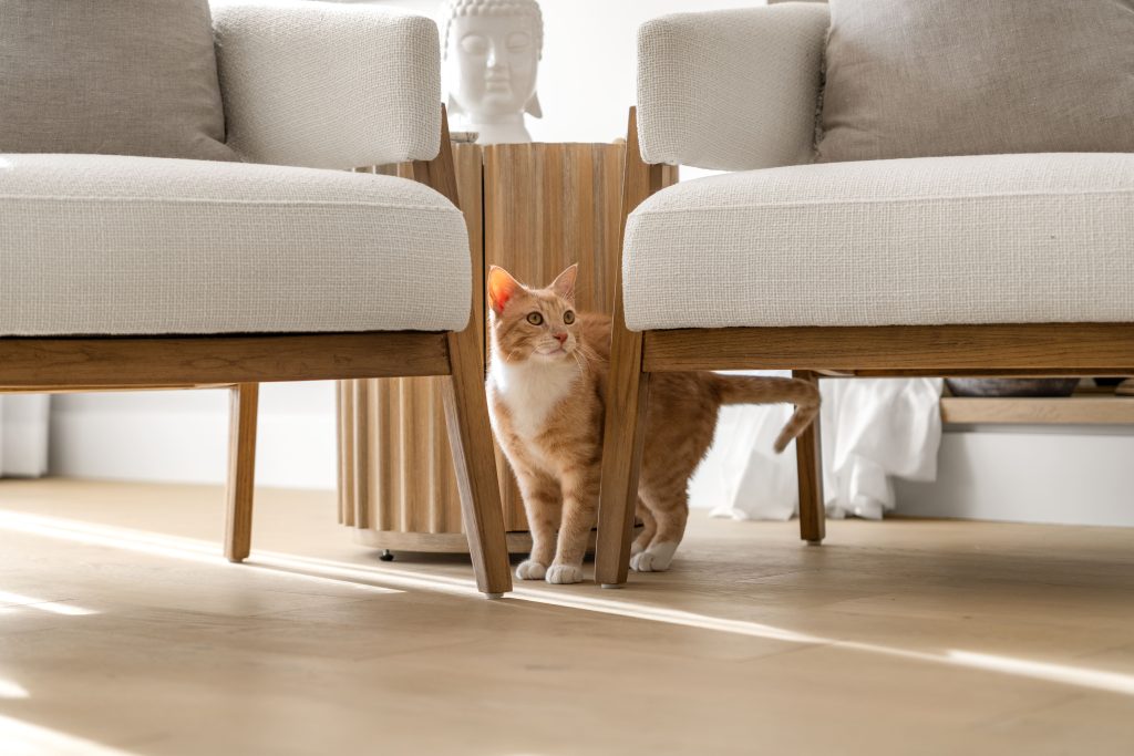 basement wellness space build out interior design and furnishing orange cat unshelf design