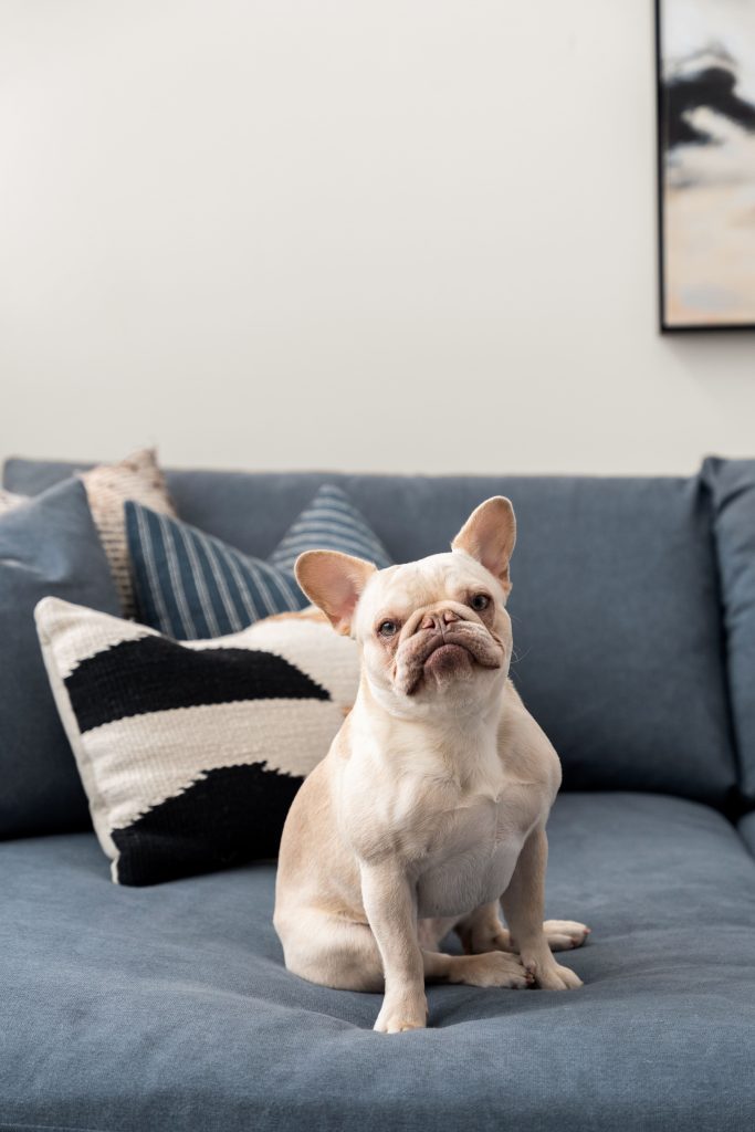 modern mountain v2 interior design and furnishing french bulldog unshelf design