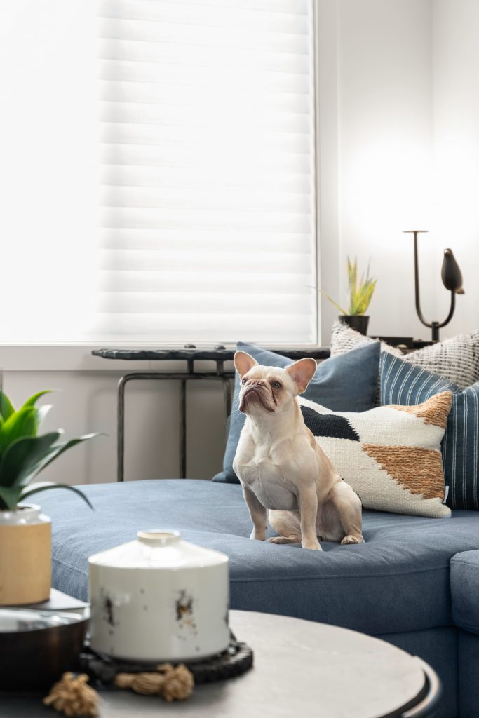modern mountain v2 interior design and furnishing frenchie on couch unshelf design